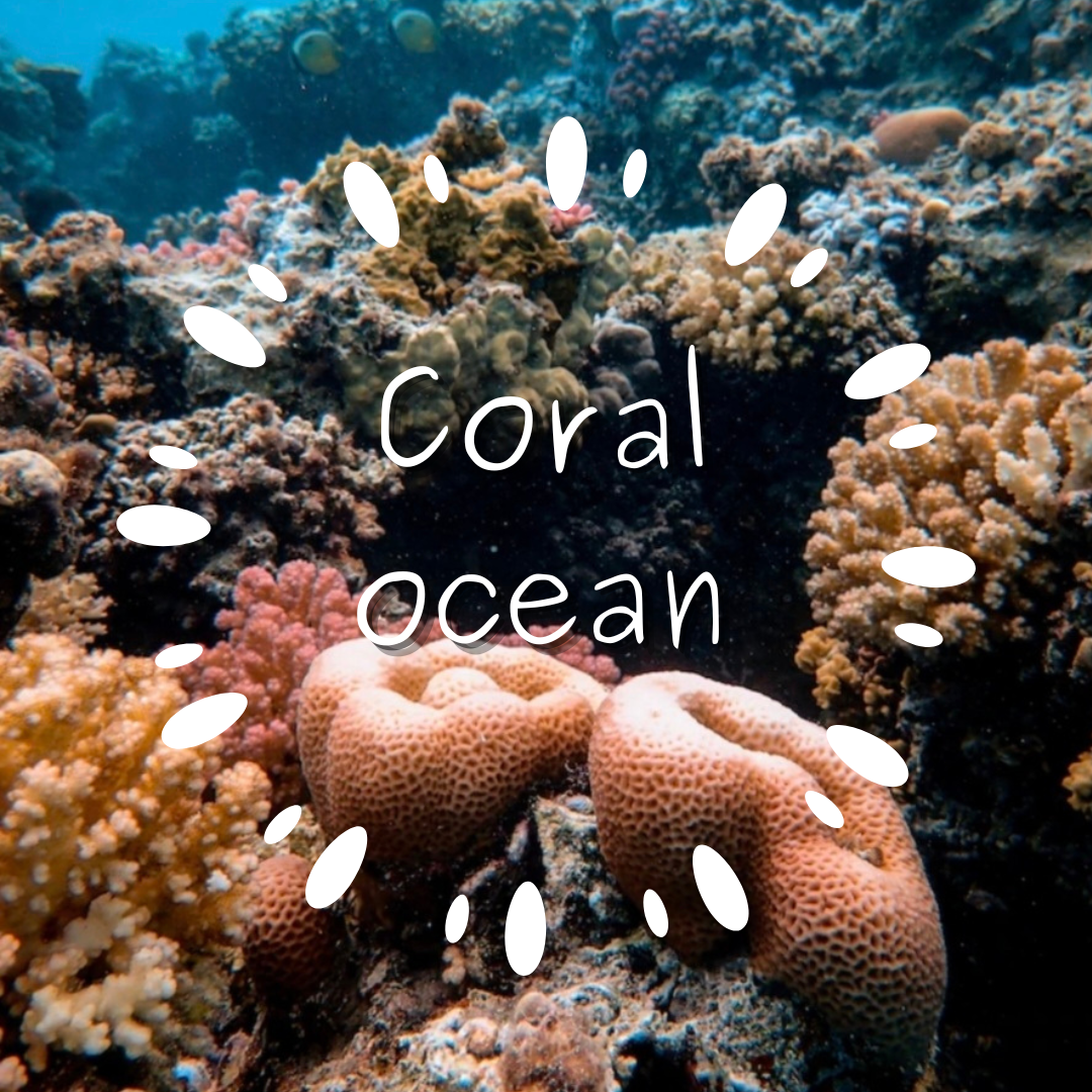 Coral ocean mini clam