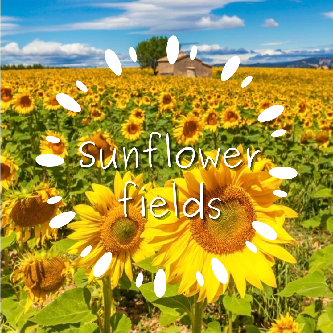 Sunflower fields