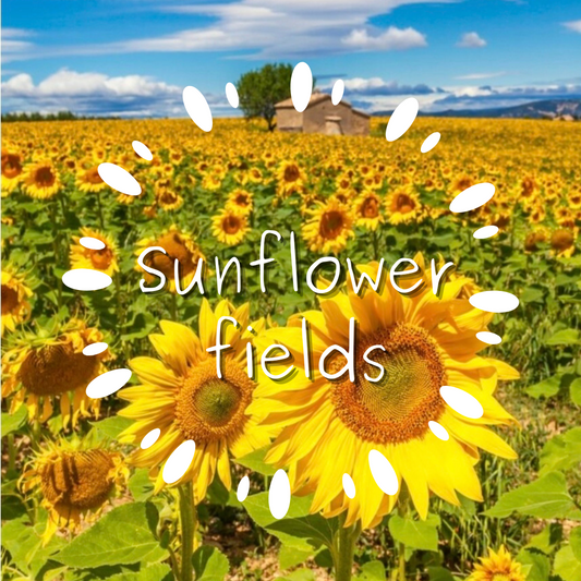 Sunflower fields